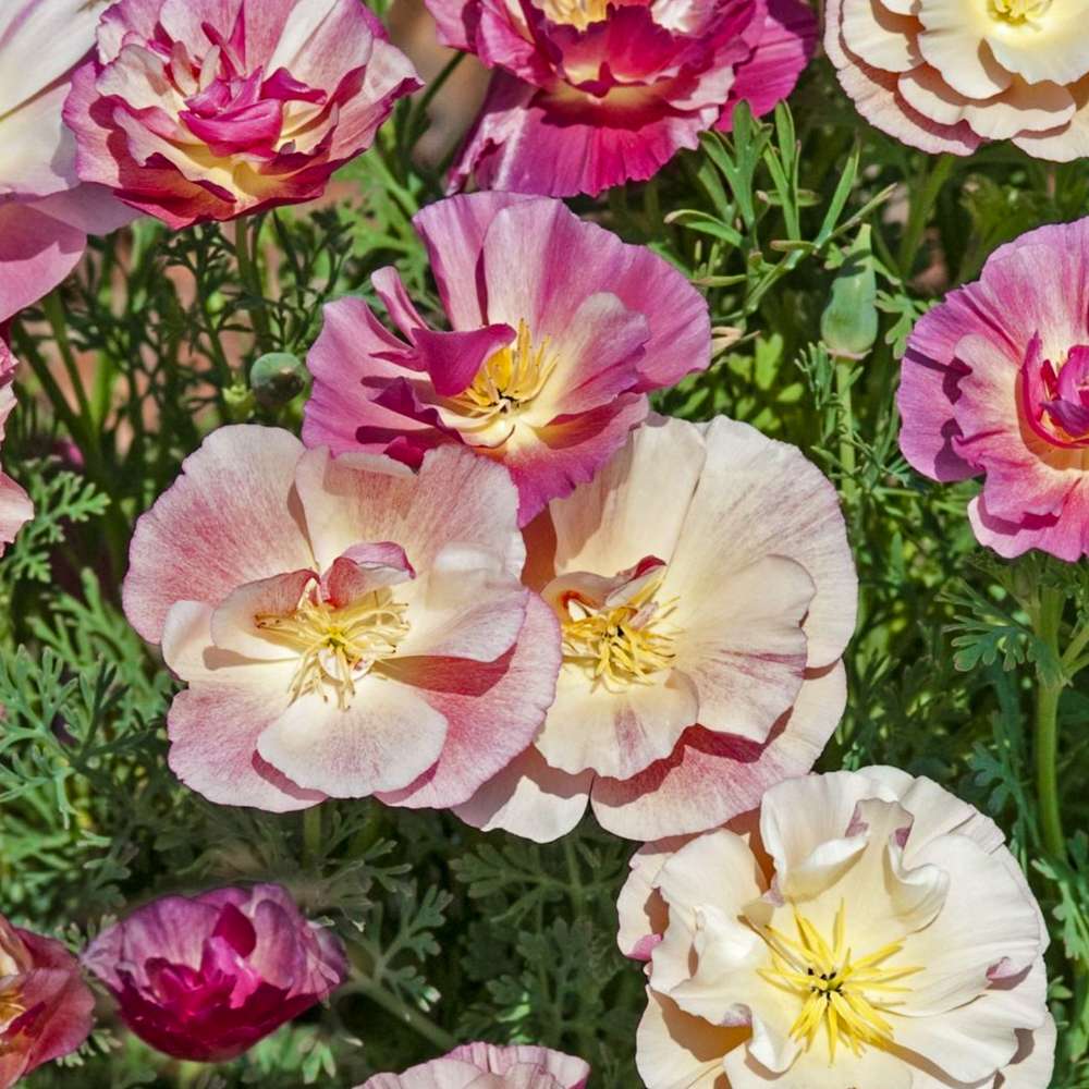 Sömntuta 'Appleblossom Chiffon' (frö)